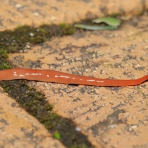 Australoplana alba at Evatt, ACT - 14 Aug 2021