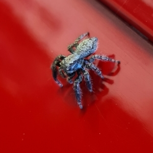 Servaea sp. (genus) at Denman Prospect, ACT - 14 Aug 2021