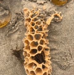 Unverified Marine Alga & Seaweed at Evans Head, NSW - 15 Aug 2021 by AliClaw