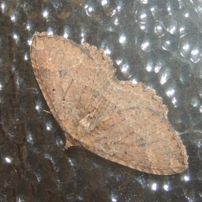 Casbia (genus) (A geometer moth) at Conder, ACT - 23 Jul 2021 by MichaelBedingfield