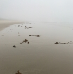 Unverified Marine Alga & Seaweed at Evans Head, NSW - 15 Aug 2021 by AliClaw