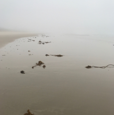 Unverified Marine Alga & Seaweed at Evans Head, NSW - 15 Aug 2021 by AliClaw