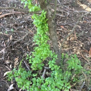 Asparagus asparagoides at O'Connor, ACT - 14 Aug 2021