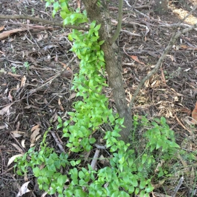 Asparagus asparagoides (Bridal Creeper, Florist's Smilax) at O'Connor, ACT - 13 Aug 2021 by RWPurdie