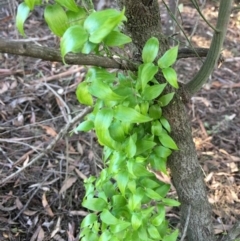 Asparagus asparagoides at O'Connor, ACT - 14 Aug 2021 08:37 AM