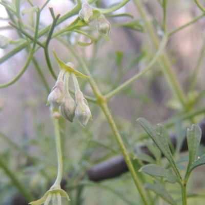 Clematis leptophylla (Small-leaf Clematis, Old Man's Beard) at Tennent, ACT - 7 Jul 2021 by MichaelBedingfield