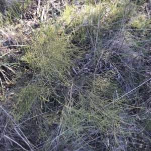 Omphacomeria acerba at Holt, ACT - 10 Aug 2021