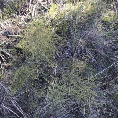 Omphacomeria acerba (Leafless Sour-bush) at Holt, ACT - 10 Aug 2021 by Tapirlord