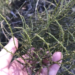 Omphacomeria acerba at Holt, ACT - 10 Aug 2021