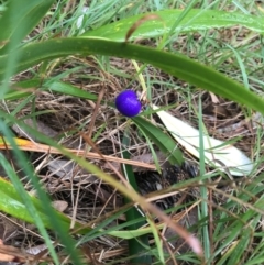 Dianella (genus) (Flax Lily) at Evans Head, NSW - 15 Aug 2021 by AliClaw