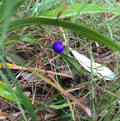 Dianella sp. (Flax Lily) at Evans Head, NSW - 14 Aug 2021 by AliClaw