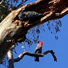 Callocephalon fimbriatum (Gang-gang Cockatoo) at GG38 - 14 Aug 2021 by KL