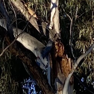 Callocephalon fimbriatum (Gang-gang Cockatoo) at Dickson, ACT - 14 Aug 2021 by rhyshardy