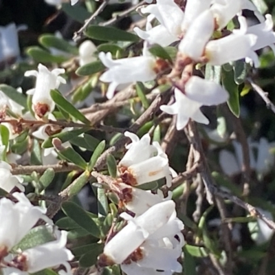 Cryptandra amara (Bitter Cryptandra) at Deakin, ACT - 14 Aug 2021 by KL