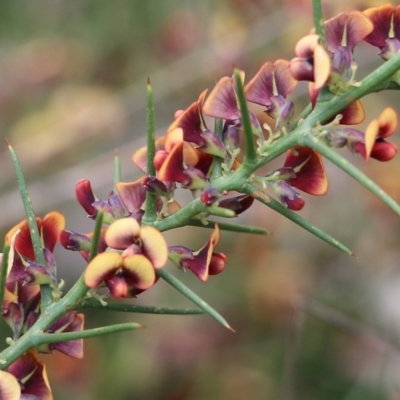 Daviesia genistifolia (Broom Bitter Pea) at Wodonga, VIC - 15 Aug 2021 by Kyliegw