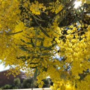 Acacia kettlewelliae at Palmerston, ACT - 15 Aug 2021 12:09 PM