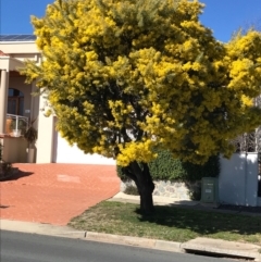 Acacia kettlewelliae at Palmerston, ACT - 15 Aug 2021 12:09 PM