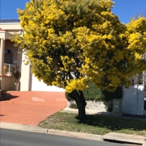 Acacia kettlewelliae at Palmerston, ACT - 15 Aug 2021 12:09 PM