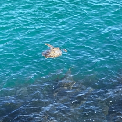 Chelonioidea (Sea Turtles) at Evans Head, NSW - 15 Aug 2021 by AliClaw