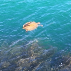 Chelonioidea (superfamily) (Sea Turtles) at Evans Head, NSW - 15 Aug 2021 by Claw055