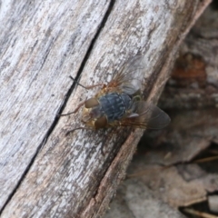 Calliphora sp. (genus) (Unidentified blowfly) at Wodonga, VIC - 15 Aug 2021 by Kyliegw