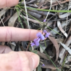 Hovea heterophylla (Common Hovea) at Cook, ACT - 15 Aug 2021 by MattFox