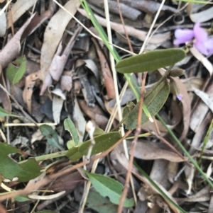 Hovea heterophylla at Cook, ACT - 15 Aug 2021