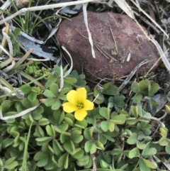 Oxalis sp. (Wood Sorrel) at Mount Painter - 15 Aug 2021 by MattFox