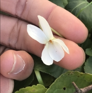 Viola odorata at Holt, ACT - 14 Aug 2021 01:56 PM