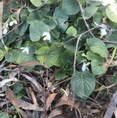 Viola odorata at Holt, ACT - 14 Aug 2021 01:56 PM