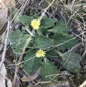 Cymbonotus sp. (preissianus or lawsonianus) at Aranda, ACT - 13 Aug 2021