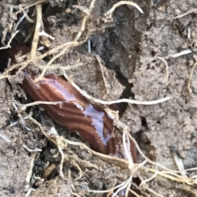 Fletchamia quinquelineata (Five-striped flatworm) at Aranda Bushland - 14 Aug 2021 by MattFox