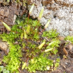 Encalypta sp. at Bolaro, NSW - 11 Aug 2021 by DavidMcKay