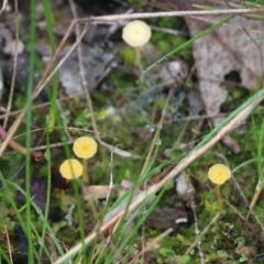 Lichenomphalia chromacea (Yellow Navel) at Wodonga, VIC - 14 Aug 2021 by Kyliegw