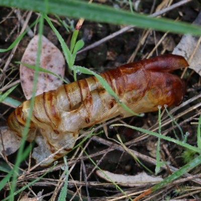 Abantiades atripalpis (Bardee grub/moth, Rain Moth) at Wodonga, VIC - 14 Aug 2021 by Kyliegw