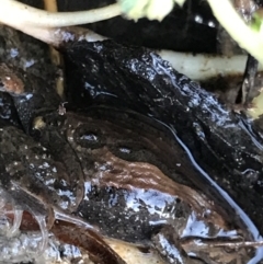 Crinia signifera (Common Eastern Froglet) at Holt, ACT - 14 Aug 2021 by MattFox