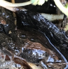 Crinia signifera (Common Eastern Froglet) at Aranda Bushland - 14 Aug 2021 by MattFox