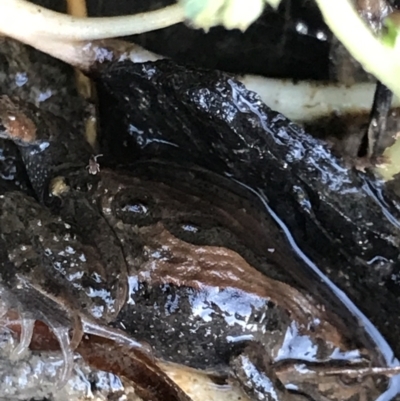 Crinia signifera (Common Eastern Froglet) at Holt, ACT - 14 Aug 2021 by MattFox