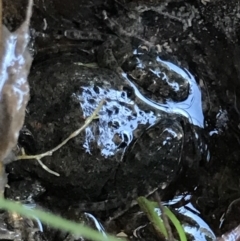 Limnodynastes tasmaniensis at Aranda Bushland - 14 Aug 2021 by MattFox