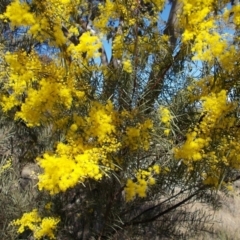 Acacia boormanii at Calwell, ACT - 15 Aug 2021