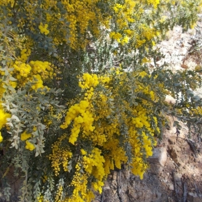 Acacia cultriformis (Knife Leaf Wattle) at Tuggeranong Hill - 15 Aug 2021 by jamesjonklaas