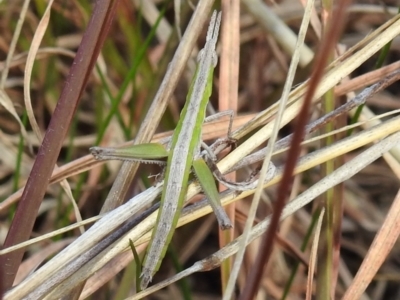 Keyacris scurra (Key's Matchstick Grasshopper) at Kambah, ACT - 15 Aug 2021 by HelenCross