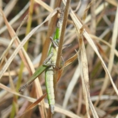 Keyacris scurra at Kambah, ACT - 15 Aug 2021