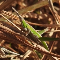 Keyacris scurra at Kambah, ACT - 15 Aug 2021