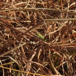 Keyacris scurra at Kambah, ACT - 15 Aug 2021