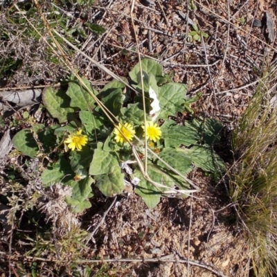 Cymbonotus sp. (preissianus or lawsonianus) (Bears Ears) at Calwell, ACT - 15 Aug 2021 by jamesjonklaas