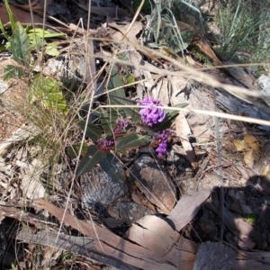 Hardenbergia violacea at Calwell, ACT - 15 Aug 2021 01:29 PM