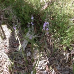 Hovea heterophylla (Common Hovea) at Bicentennial Park - 15 Aug 2021 by Paul4K