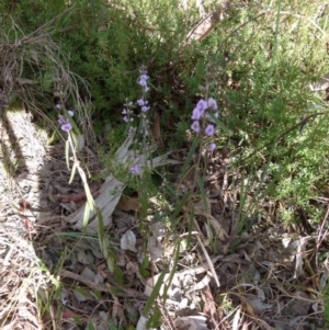 Hovea heterophylla at Queanbeyan West, NSW - 15 Aug 2021 03:44 PM