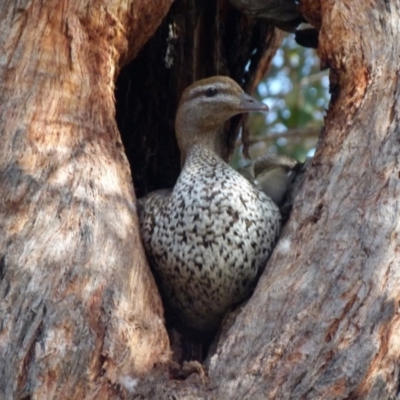 Chenonetta jubata (Australian Wood Duck) at Queanbeyan West, NSW - 15 Aug 2021 by Paul4K